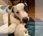 Small #3 American Pit Bull Terrier Mix