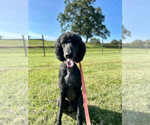 Poodle (Standard) Dogs for adoption in Pacolet, SC, USA