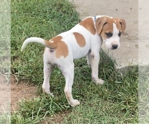 American Staffordshire Terrier Puppy for sale in CLARKSVILLE, TN, USA