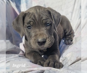 Cane Corso Puppy for Sale in POMEROY, Ohio USA