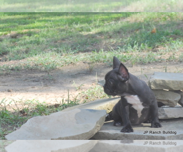 Medium Photo #8 French Bulldog Puppy For Sale in ROYSE CITY, TX, USA