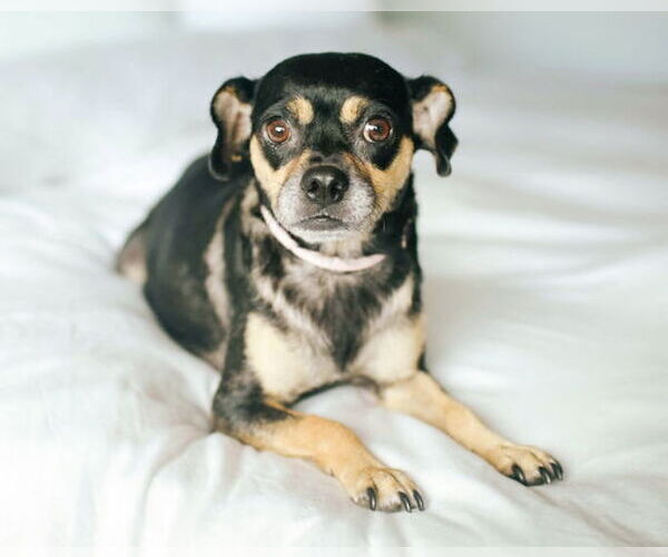 Medium Photo #5 Chug Puppy For Sale in Corona, CA, USA