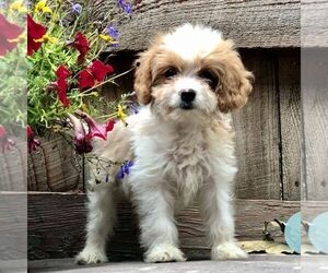 Cavapoo-Poodle (Miniature) Mix Puppy for sale in DRY RUN, PA, USA
