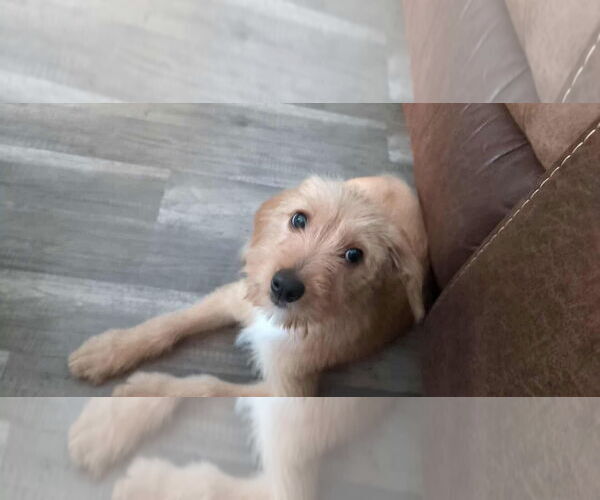 Medium Photo #5 Mutt Puppy For Sale in Germantown, OH, USA