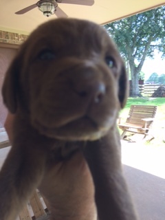 Medium Photo #1 Labrador Retriever Puppy For Sale in NEDERLAND, TX, USA
