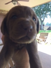 Labrador Retriever Puppy for sale in NEDERLAND, TX, USA