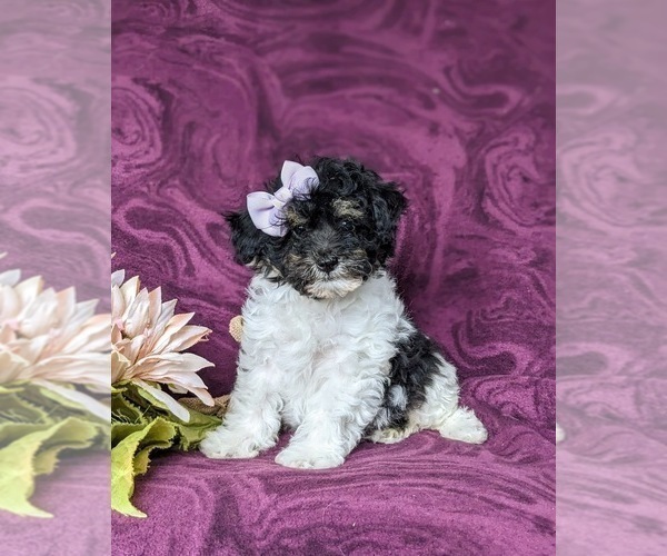 Medium Photo #1 Poodle (Miniature) Puppy For Sale in RISING SUN, MD, USA