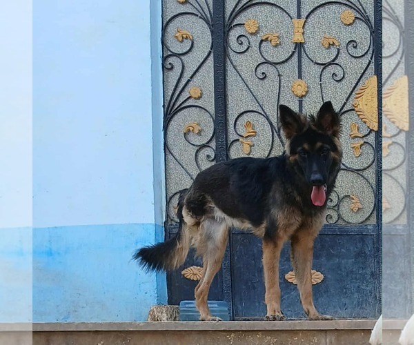 Medium Photo #3 German Shepherd Dog Puppy For Sale in NYC, NY, USA