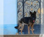 Small #2 German Shepherd Dog