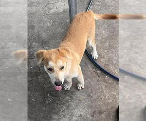 Labrador Retriever Dogs for adoption in San Antonio, TX, USA