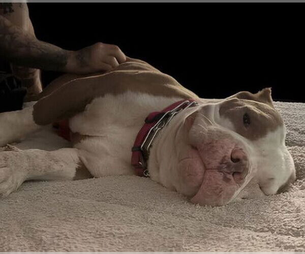 Medium Photo #1 American Staffordshire Terrier Puppy For Sale in Denton, TX, USA