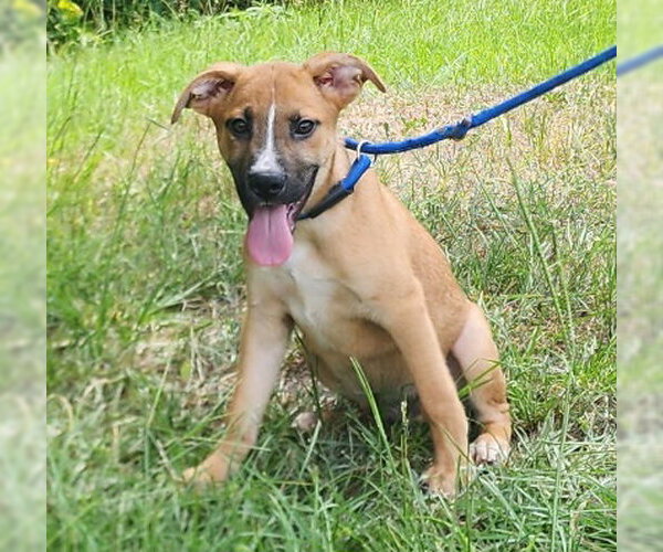 Medium Photo #1 Labrador Retriever-Unknown Mix Puppy For Sale in Wetumpka, AL, USA