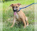 Small Labrador Retriever Mix