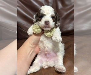Poodle (Toy) Puppy for sale in CAMPBELLSVILLE, KY, USA