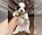 Image preview for Ad Listing. Nickname: Bandit