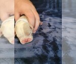 Small Photo #12 Olde English Bulldogge Puppy For Sale in HAMLER, OH, USA