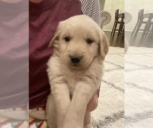 Golden Retriever Puppy for sale in PAIGE, TX, USA