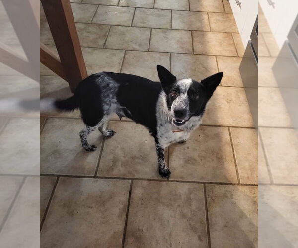 Medium Photo #4 Border Collie-Unknown Mix Puppy For Sale in Aurora, IN, USA