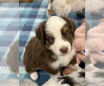 Puppy Layla Miniature Australian Shepherd