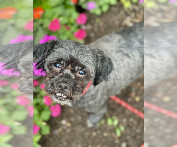 Medium Photo #5 Shih Tzu Puppy For Sale in Mount Laurel, NJ, USA