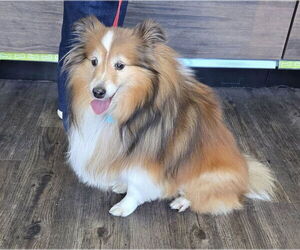 Mutt Dogs for adoption in Columbus, OH, USA
