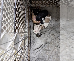 Chi-Poo (Miniature) Litter for sale in GOLDEN, CO, USA