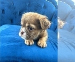 Small Photo #9 English Bulldog Puppy For Sale in BEVERLY HILLS, CA, USA