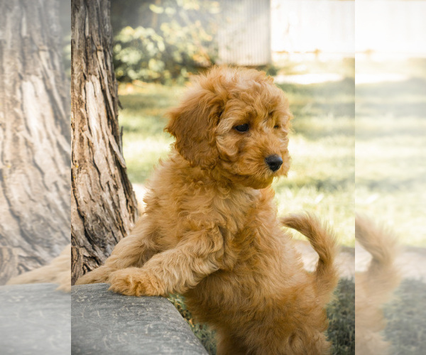 Medium Photo #3 Goldendoodle Puppy For Sale in TOPEKA, KS, USA