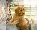 Small Photo #12 Goldendoodle Puppy For Sale in TOPEKA, KS, USA