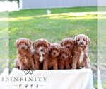 Denver - Male Cavapoo (Miniature) Puppy for Sale - Photo #3