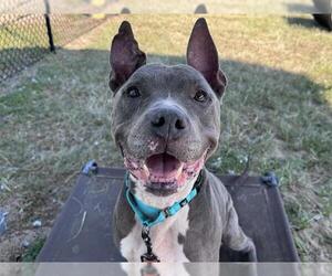 Unknown-Weimaraner Mix Dogs for adoption in Tavares, FL, USA