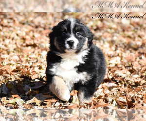 Australian Shepherd Puppy for sale in EASTON, MO, USA