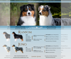 Australian Shepherd Puppy for sale in APOPKA, FL, USA
