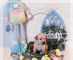 Small Photo #16 Labrador Retriever Puppy For Sale in BONAIRE, GA, USA