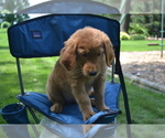 Small #3 Golden Retriever