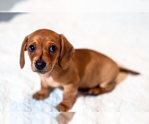 Dachshund Puppy for sale in DES MOINES, IA, USA