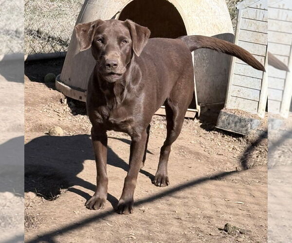 Medium Photo #1 Labrador Retriever Puppy For Sale in McDonough, GA, USA