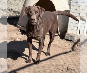 Labrador Retriever Dog for Adoption in McDonough, Georgia USA