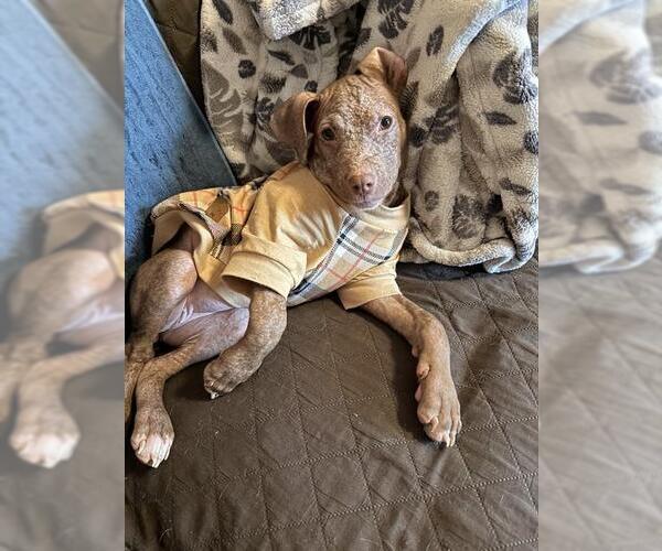 Medium Photo #1 Mutt Puppy For Sale in Louisville, KY, USA