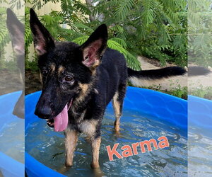 Karma - Female German Shepherd Dog Dog for Adoption - Photo #3