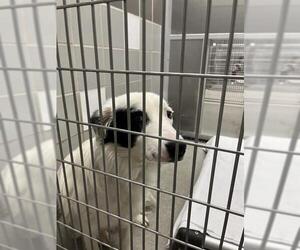 Border Collie-Unknown Mix Dogs for adoption in Las Vegas, NV, USA