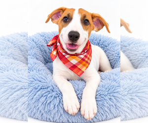 Borador Dogs for adoption in Mt. Laurel, NJ, USA