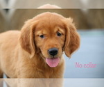Small Photo #9 Golden Retriever Puppy For Sale in KEMP, TX, USA