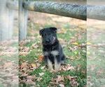 Puppy Bella German Shepherd Dog