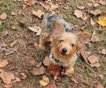 Small Photo #8 Yorkshire Terrier Puppy For Sale in MARIETTA, GA, USA