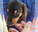 Puppy 1 Doberman Pinscher