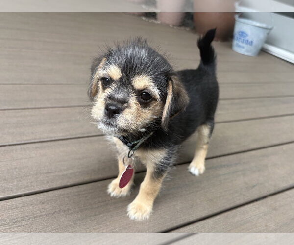 Medium Photo #1 Chihuahua-Unknown Mix Puppy For Sale in Bellevue, WA, USA