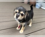Small Chihuahua Mix