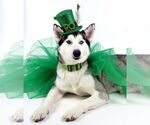 Small #13 Huskies  Mix