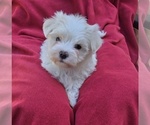Image preview for Ad Listing. Nickname: maltese